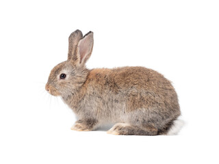 Adorable gray rabbit sitting  on white background.