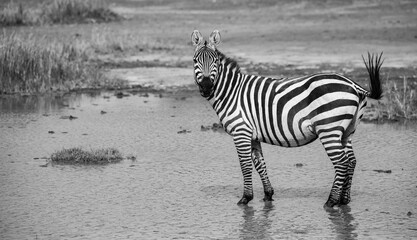 Zebras on the plains of Tanzania during the great migration.