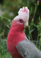 Galah bird sitting on the grass in a garden in Australia