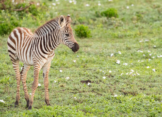 Zebras on the plains of Tanzania during the great migration.