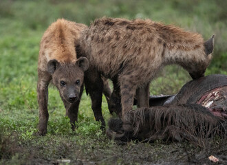 Fototapeta premium Hyenas Wander the Tanzania plains in search of food