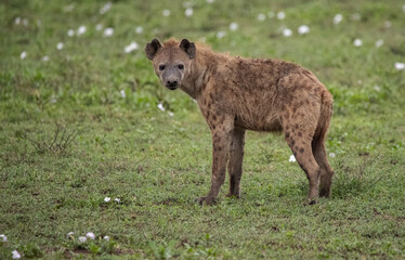 Hyenas Wander the Tanzania plains in search of food