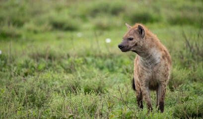 Hyenas Wander the Tanzania plains in search of food