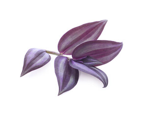 Silver Inch Plant (Tradescantia zebrina) isolated on white background.