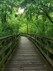 Wooden boardwalk trail