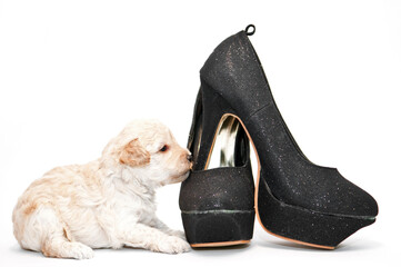 Puppy ands shoe