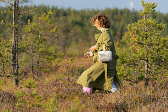 Young woman with basket in countryside walking collecting cranberries during sunny autumn day. Female enjoy fall activities in woods and village. Girl alone on swamp picking seasonal berries concept