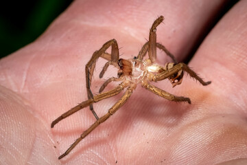 The exoskeleton or exuviae left from a wolf spider. Raleigh, North Carolina.
