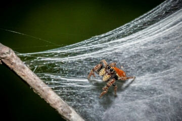 A cute tiny Whitman's Jumping Spider (Phidippus whitmani) posing from its little patch of webbing. Known to mimic the Velvet Ant. Raleigh, North Carolina.