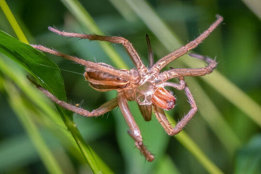 The Exoskeleton Or Exuviae Left From A Wolf Spider. Raleigh, North Carolina.