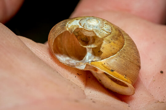 A broken snail shell reveais the pattern inside.
