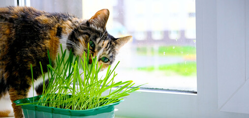 A red cat on the window has grass as animal food - Powered by Adobe