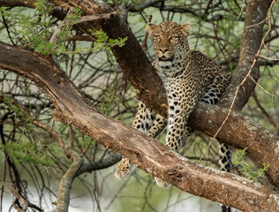 Fototapeta na wymiar Leopard roaming the forests of Tanzania