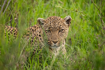 Leopard roaming the forests of Tanzania