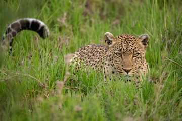 Leopard roaming the forests of Tanzania