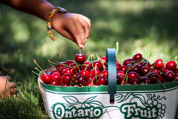 Child's hand is picking up a cherry out of a basket with ripe red fruits