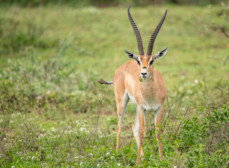 Antelope Wandering the Plains of Tanzania during the great migration
