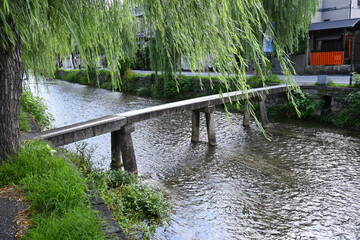 京都市白川の柳並木が涼やかな行者橋を渡る