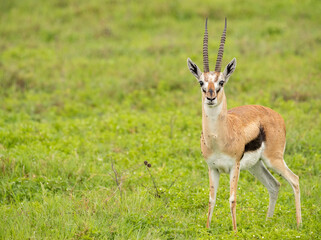 Antelope Wandering the Plains of Tanzania during the great migration