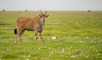 Naklejka na ściany i meble Antelope Wandering the Plains of Tanzania during the great migration
