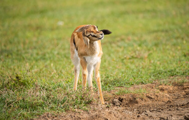 Antelope Wandering the Plains of Tanzania during the great migration