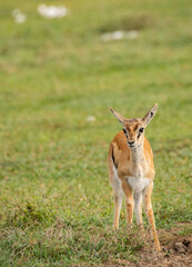 Antelope Wandering the Plains of Tanzania during the great migration