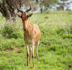 Antelope Wandering the Plains of Tanzania during the great migration