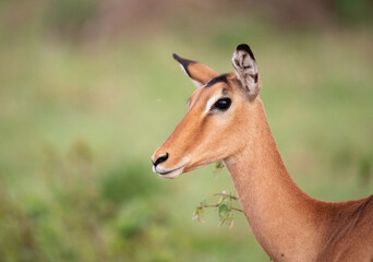 Antelope Wandering the Plains of Tanzania during the great migration