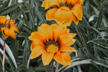 orange flower in garden