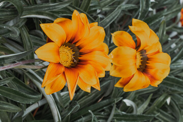 orange flower in the garden