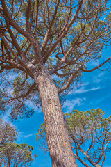 Beautiful and majestic tree thriving in the woods or an eco friendly environment with details of old bark textures and patterns. Closeup of a large oak growing against a clear blue sky from below