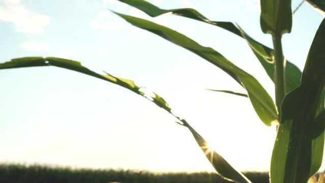 Close-up of shriveled corn leaves with bite marks of insects, worms, pests. Organic farming, chemical free