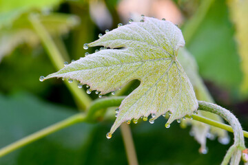 Grape Leaf Waterdrops 02