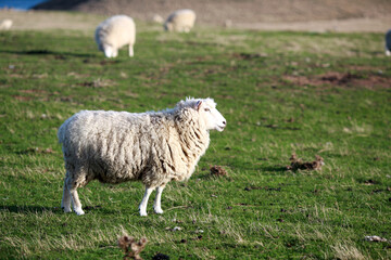 field and sheeps in newzealand