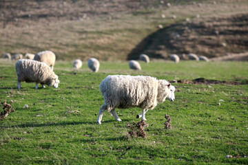Fototapeta premium field and sheeps in newzealand