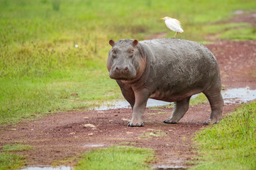 Hippo with an Egret on it's back on the plains of Tanzania
