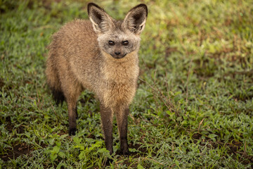 Naklejka na ściany i meble Bat Eared Fox on the Plains of Tanzania