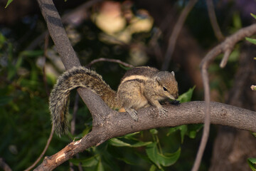 squirrel in the forest