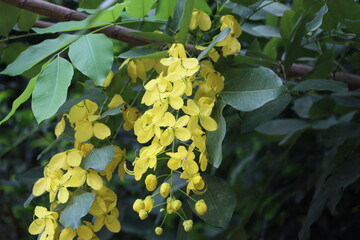 Cambodia. Cassia fistula, commonly known as golden shower, purging cassia, Indian laburnum, or pudding-pipe tree, is a flowering plant in the family Fabaceae.