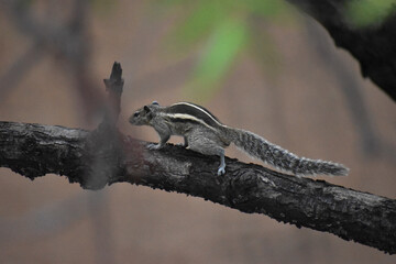 lizard on a tree