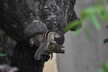 owl sitting on a branch