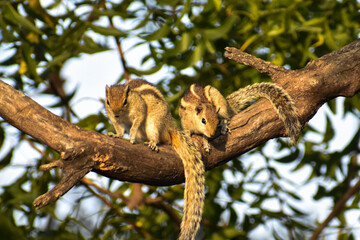 Fototapeta na wymiar squirrel on tree