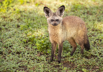 Bat Eared Fox on the Plains of Tanzania