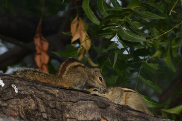 squirrel on a tree