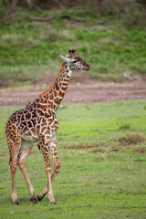 Naklejka na ściany i meble Giraffe on the Plains of Tanzania