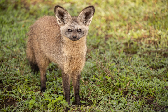 Bat Eared Fox" Images – Browse 1,190 Stock Photos, Vectors, and Video |  Adobe Stock