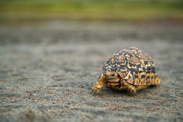 Tortoise on the plains of Tanzania
