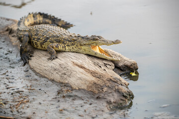 Crocodile on the plains of Tanzania