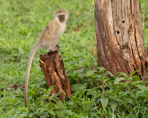 Monkey on the Plains of Tanzania
