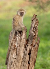 Monkey on the Plains of Tanzania
